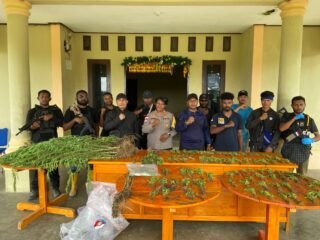 Polres Mamberamo Tengah Amankan Ratusan Tanaman Ganja di Distrik Kobakma
