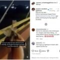 Polrestabes Semarang Dalami Kasus Video Viral Pembuangan Kucing di Jembatan Kartini